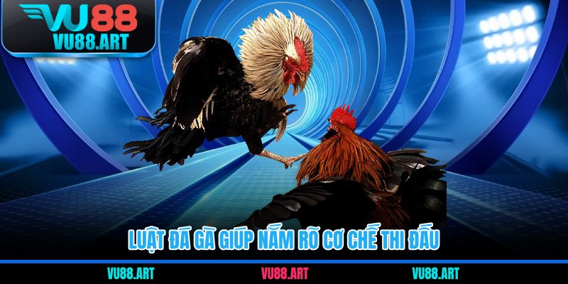 Luật đá gà giúp nắm rõ cơ chế thi đấu