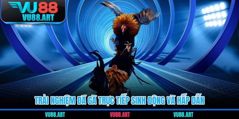 Trải nghiệm đá gà trực tiếp sinh động và hấp dẫn